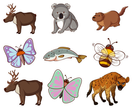 Large set of wildlife with many types of animals