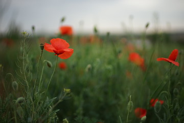 Red poppies grow in a green field.
