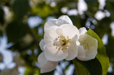 Fototapeta premium A delicate flower of Philadelphus. Yaroslavl. Beautiful summer day.
