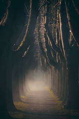 Obraz premium viale alberato