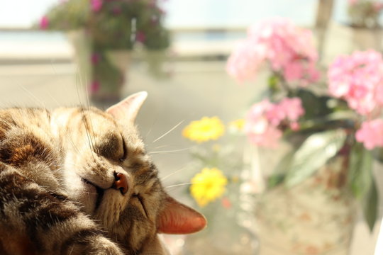 花と寝る猫コピースペースアメリカンショートヘアー
