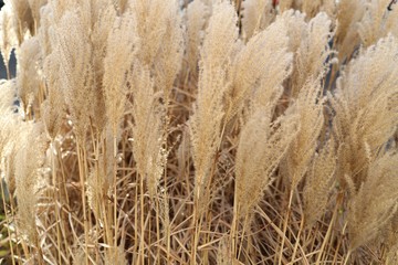 field of dry reed