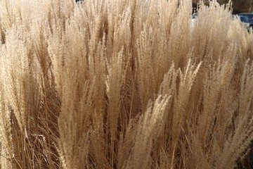 Fototapeta premium Feld of dry reed