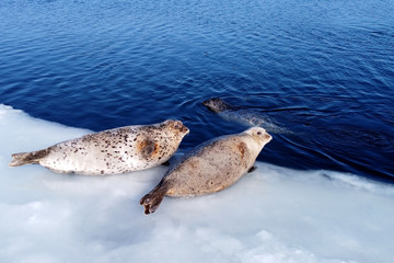 Seals (spotted seal, largha seal, Phoca largha) laying on the edge of ice near the blue sea water in sunny winter day. Portrait of cute sea mammal. Wild spotted seals closeup.