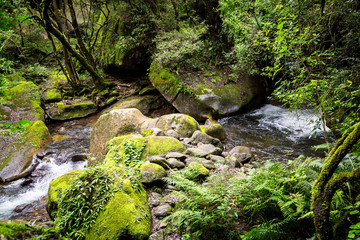 River eNdumeni in the middle of a dense forest, green tranquil landscape, Maloti Drakensberg Park, South Africa