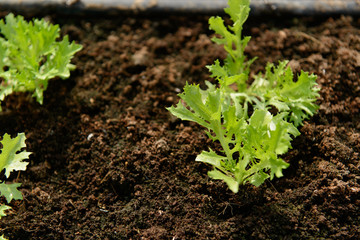 Organic Frillice Iceberg Plant with drip irrigation system.
