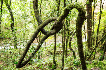 Naturally grown knot, tangled branches, green nature