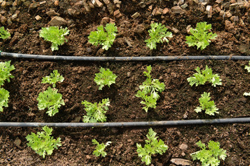 Organic Frillice Iceberg Plant with drip irrigation system.