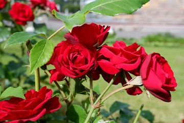 Group of fresh red or scarlet roses on a rose bush close up view