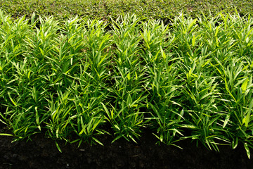 Organic (Chinese Convolvulus, Water Convolvulus, Kangkong, Morning Glory) plant in the plots