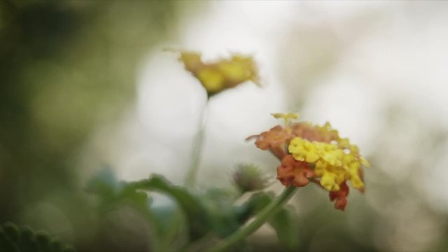 Peque&ntilde;a Flor Amarilla en la isla Griega de Hydra