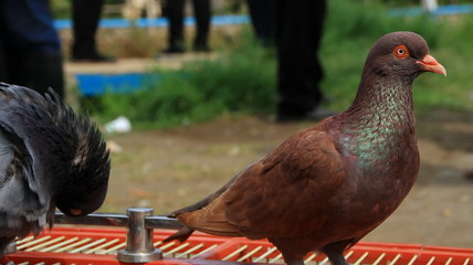 pigeons when sunbathing on their cages in the hot day