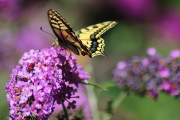 Swallowtail Butterfly on Bougainvillea Flower