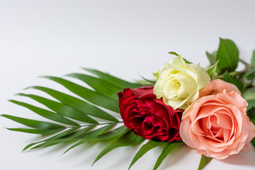 Three roses on a white surface