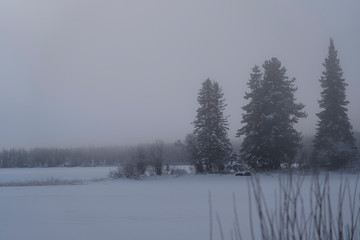 Winter Fog 