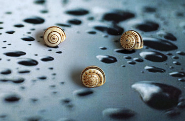  Some snail shells on background