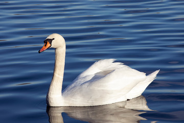 White mute swan floating in open water. Beautiful white bird swimming ahead. Close up.