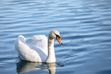 White mute swan floating in rippling water. Foraging swan swimming ahead in the middle of the water. Drops on wet head. Smooth background.