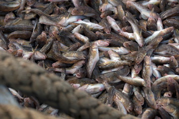 Ukraine, Sea of Azov, industrial fishing, Azov goby