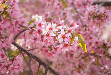 Obraz premium Close up of Wild Himalayan Cherry flowers or Sakura