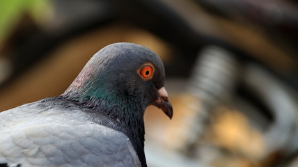 pigeons when sunbathing on their cages in the hot day