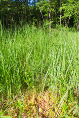 Bog or fen Dubravica in Croatia