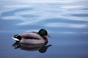 Obraz premium Slipping duck floating in the calm water. Beautiful silhouette of Mallard Duck at the Lake reflecting in dark water. Profile male with eyes closed. Animals and Wildlife. 