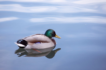 Male duck floating in the calm water.  Beautiful silhouette of Mallard Duck at the Lake reflecting in dark water. Profile male resting in lake. Animals and Wildlife. 