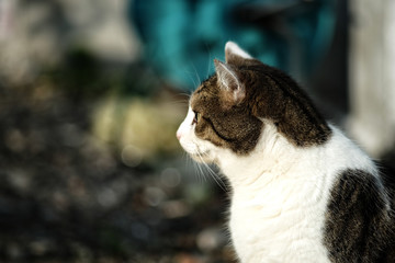 Katze Halbportrait