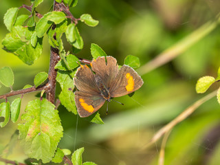 Female brown hairstreak butterfly (Thecla betulae)