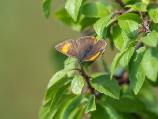 Female brown hairstreak butterfly (Thecla betulae)