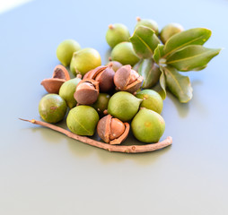 Group of ripe macamadia nuts in green and brown shell and leaves of macadamia tree