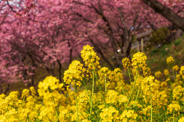 菜の花と河津桜