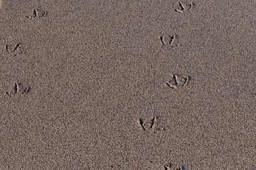 Prints of the webbed feet of seagulls in the sand