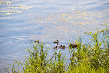 Duck on the shore of the Damansky  island of Yaroslavl