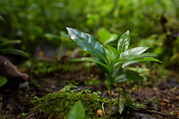 The seedlings of Arabica coffee grown on high ground in Nan Province, Thailand