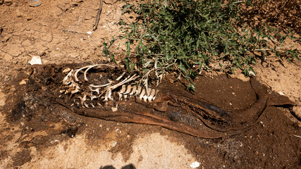 dead dolphin on the sea