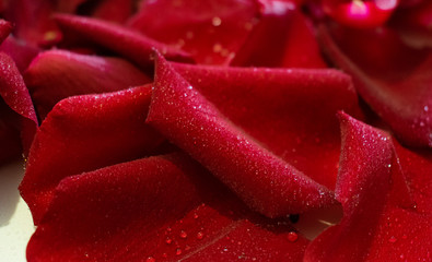 Dew on rose petals