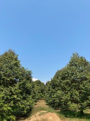 Obraz premium Trees and shrubs with blue sky in the garden