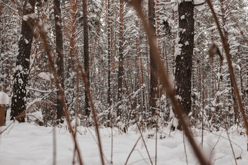 winter forest
