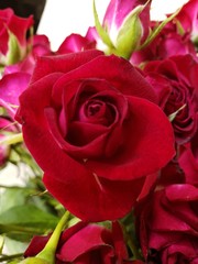 Pretty Red Rose Flower