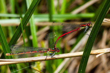 couple of colorful odonates copulating