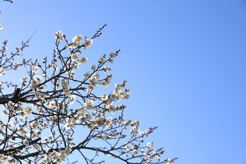 梅の花