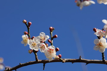 梅の花