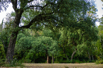 Quercus suber, commonly called cork oak, is a medium-sized evergreen oak in the Quercus section at the edge of a large clearing in Massandra Park in Crimea. Nature concept for design.