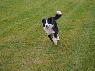 dog on grass practicing relay