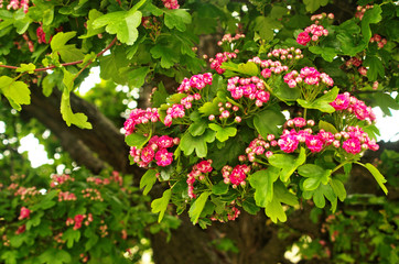 Beautiful blooming midland hawthorn ,mayflower (Crataegus x Media rubra plena) is hybrid English...