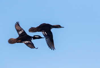 The couple of hooded mergansers (Lophodytes cucullatus)