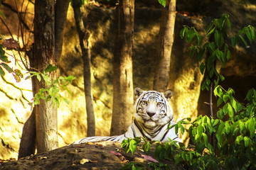 tiger in the forest © Thongtu