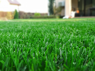 Spring season sunny lawn mowing in the garden. Lawn blur with soft light for background.